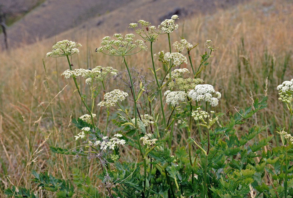 Image of Seseli krylovii specimen.