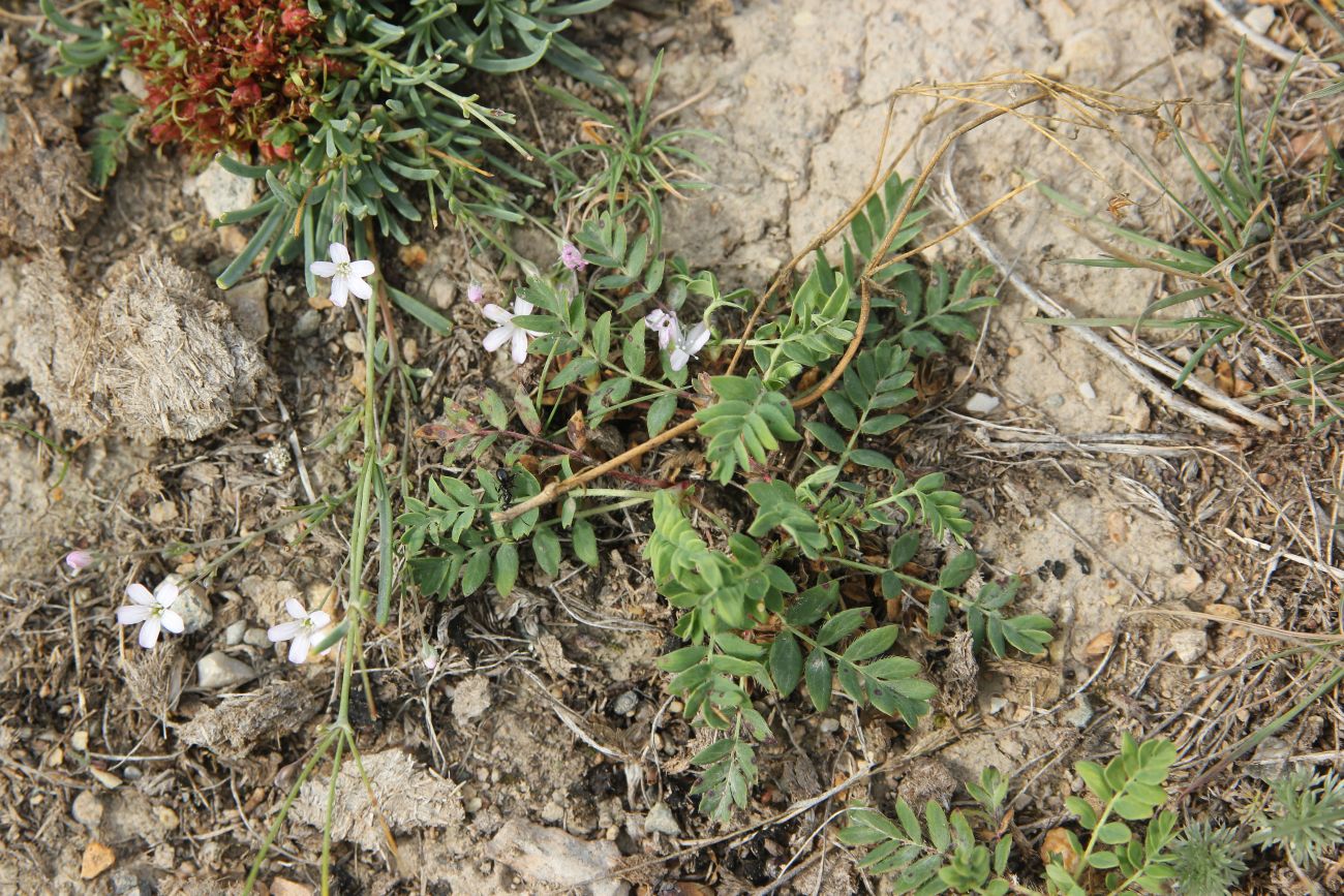 Image of Potentilla bifurca specimen.