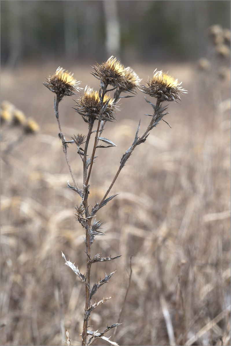 Image of Carlina fennica specimen.