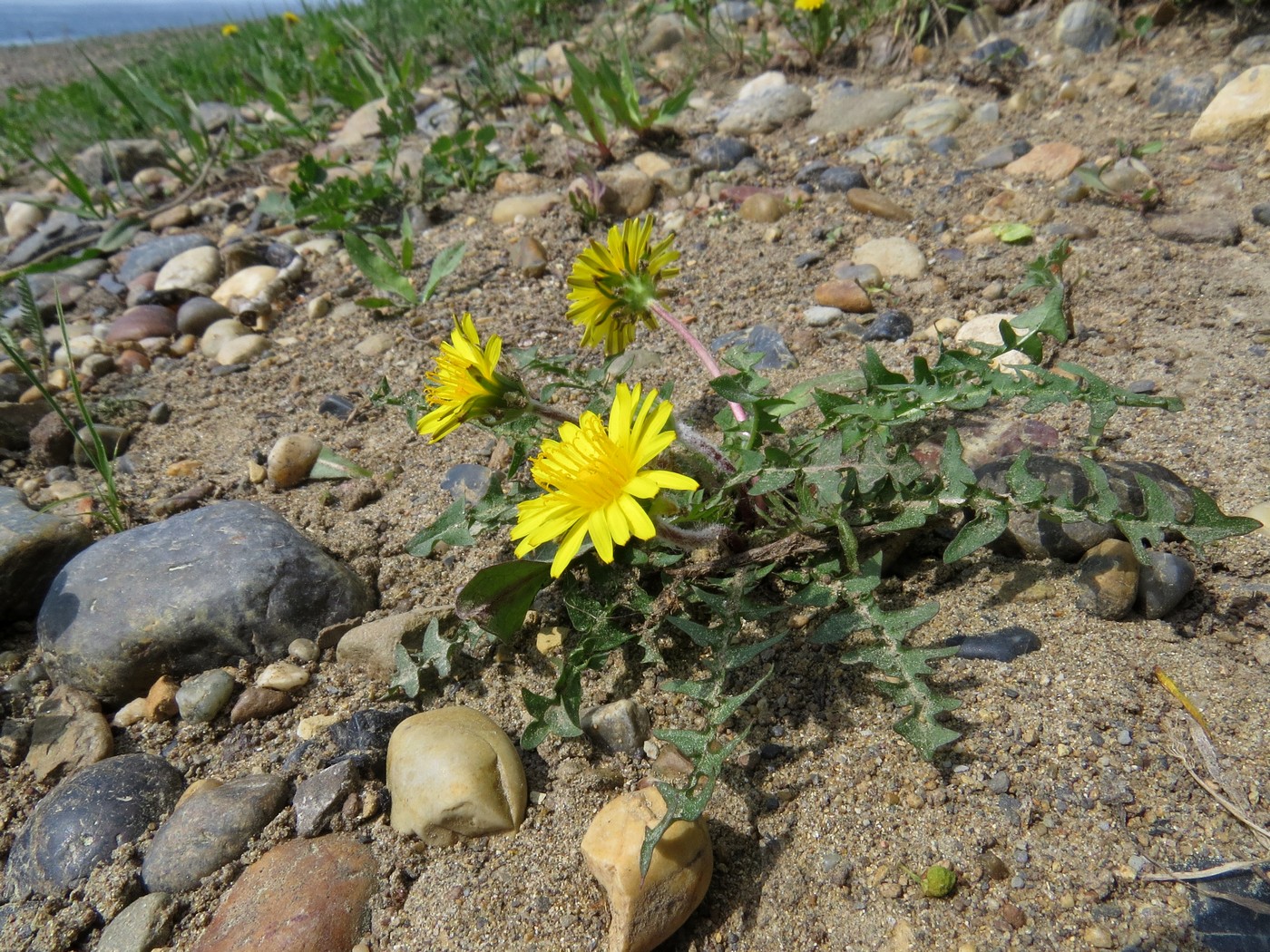 Image of Taraxacum krasnikovii specimen.