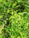 Carex latisquamea