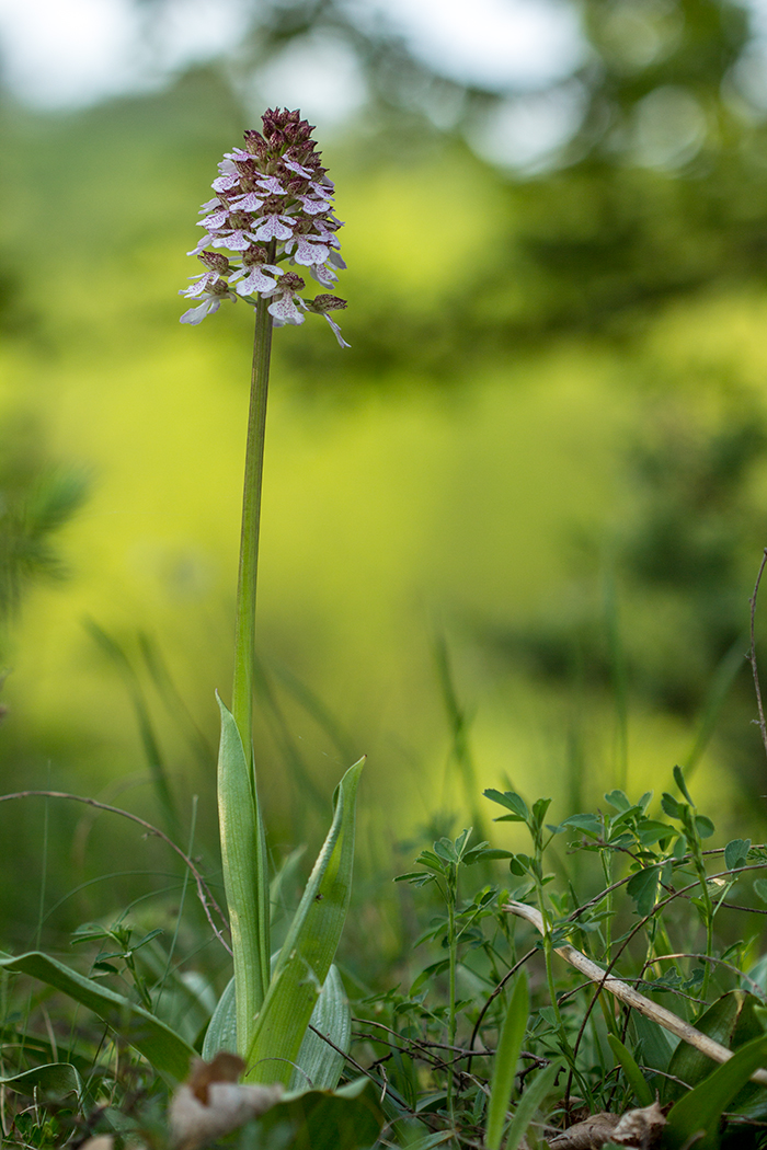 Image of Orchis purpurea specimen.