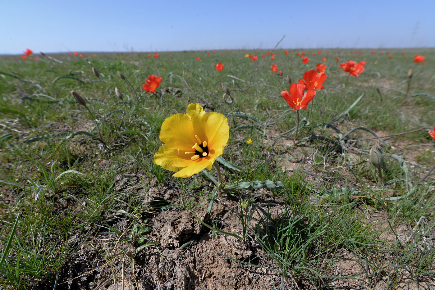 Изображение особи Tulipa korolkowii.