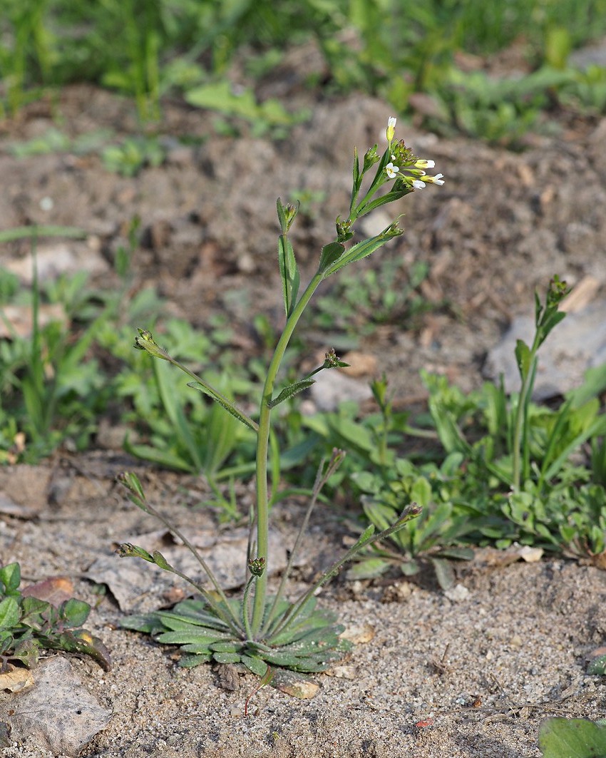 Image of Arabidopsis thaliana specimen.