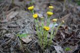 Tussilago farfara