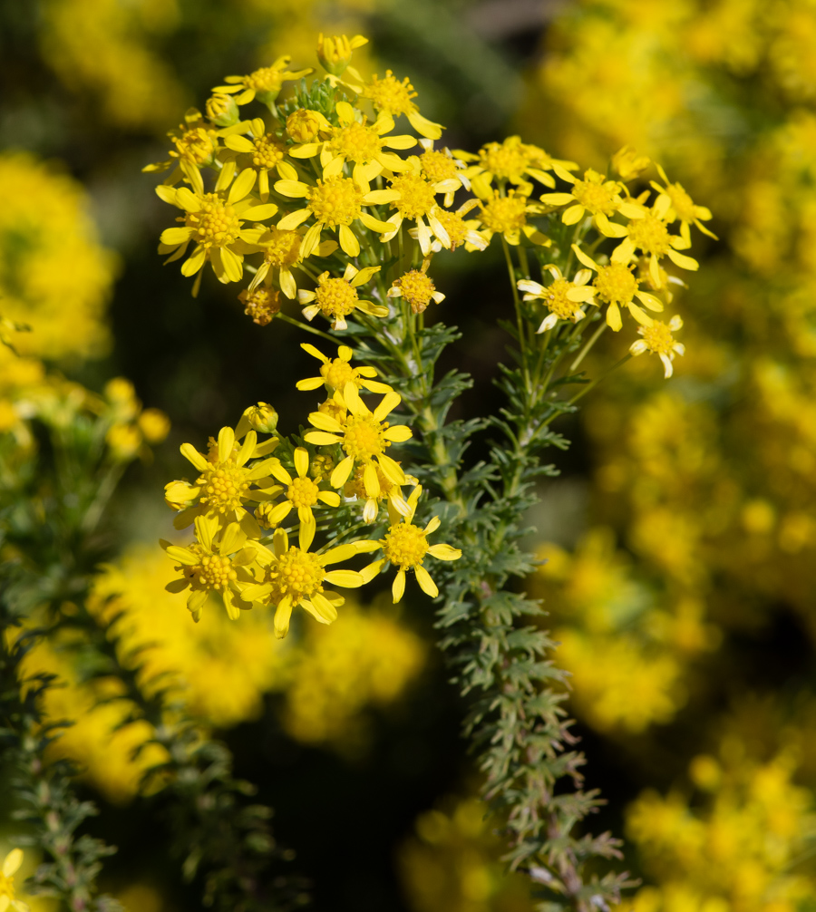 Image of Euryops virgineus specimen.