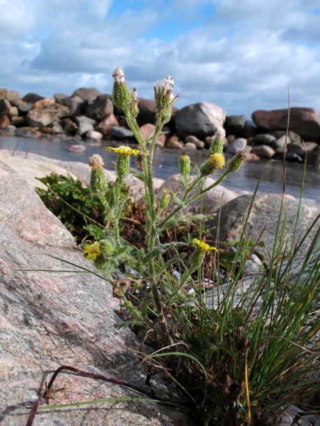 Image of Senecio viscosus specimen.