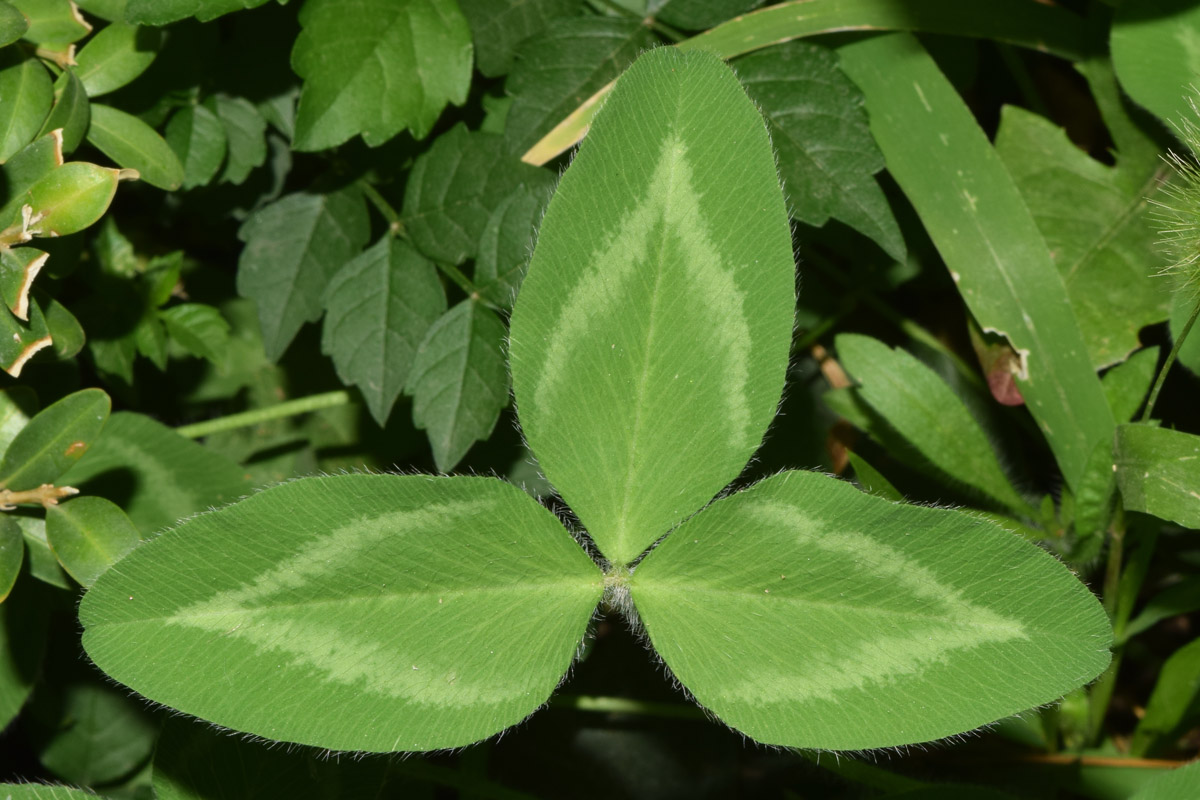 Изображение особи Trifolium pratense.