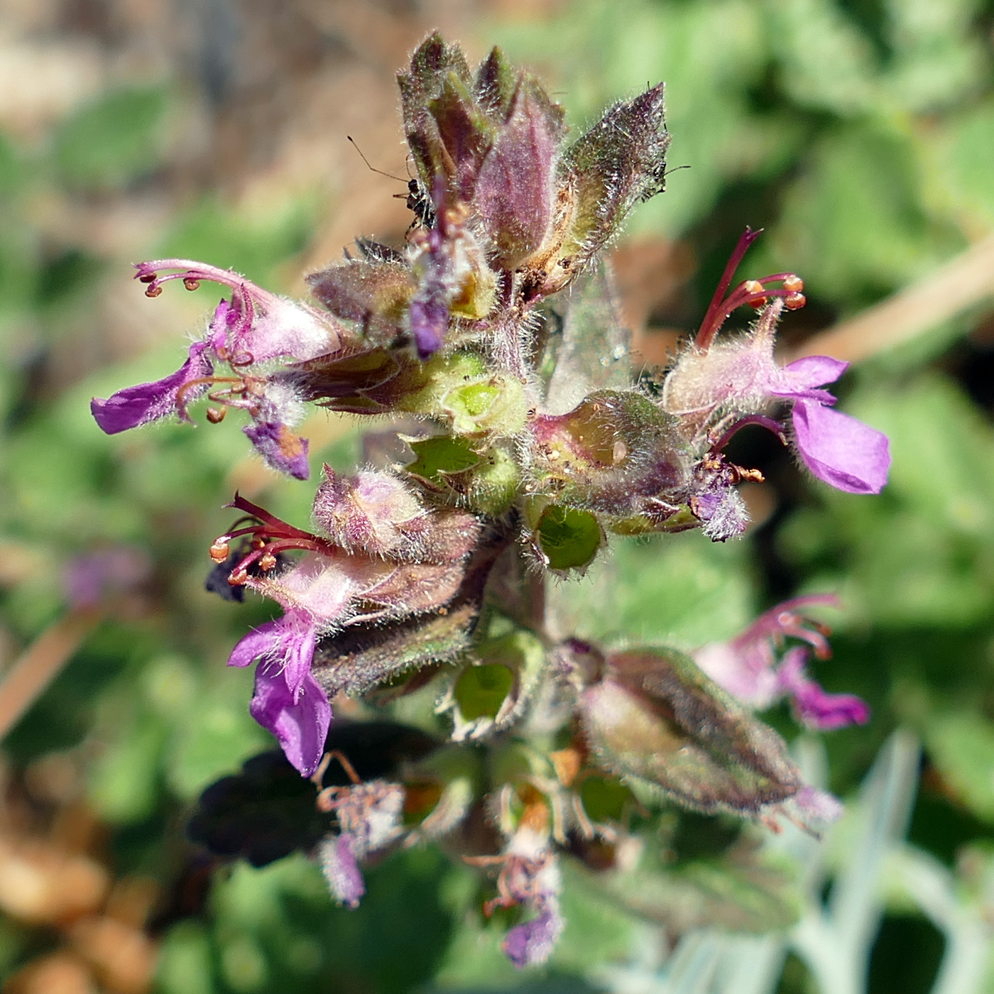 Изображение особи Teucrium chamaedrys.