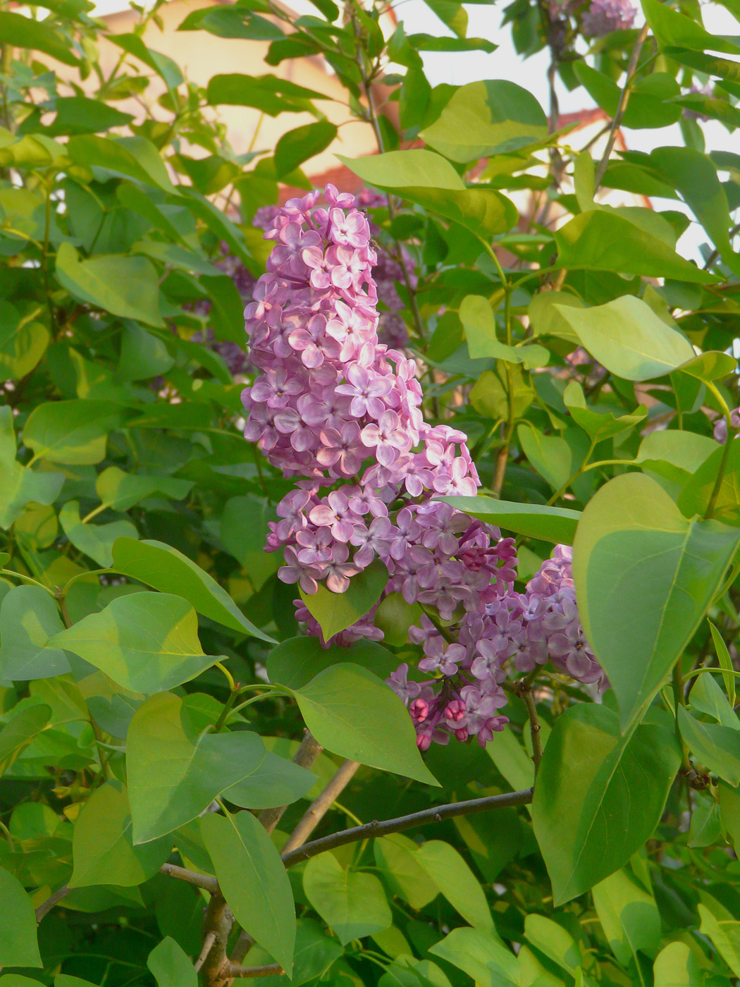 Image of Syringa vulgaris specimen.