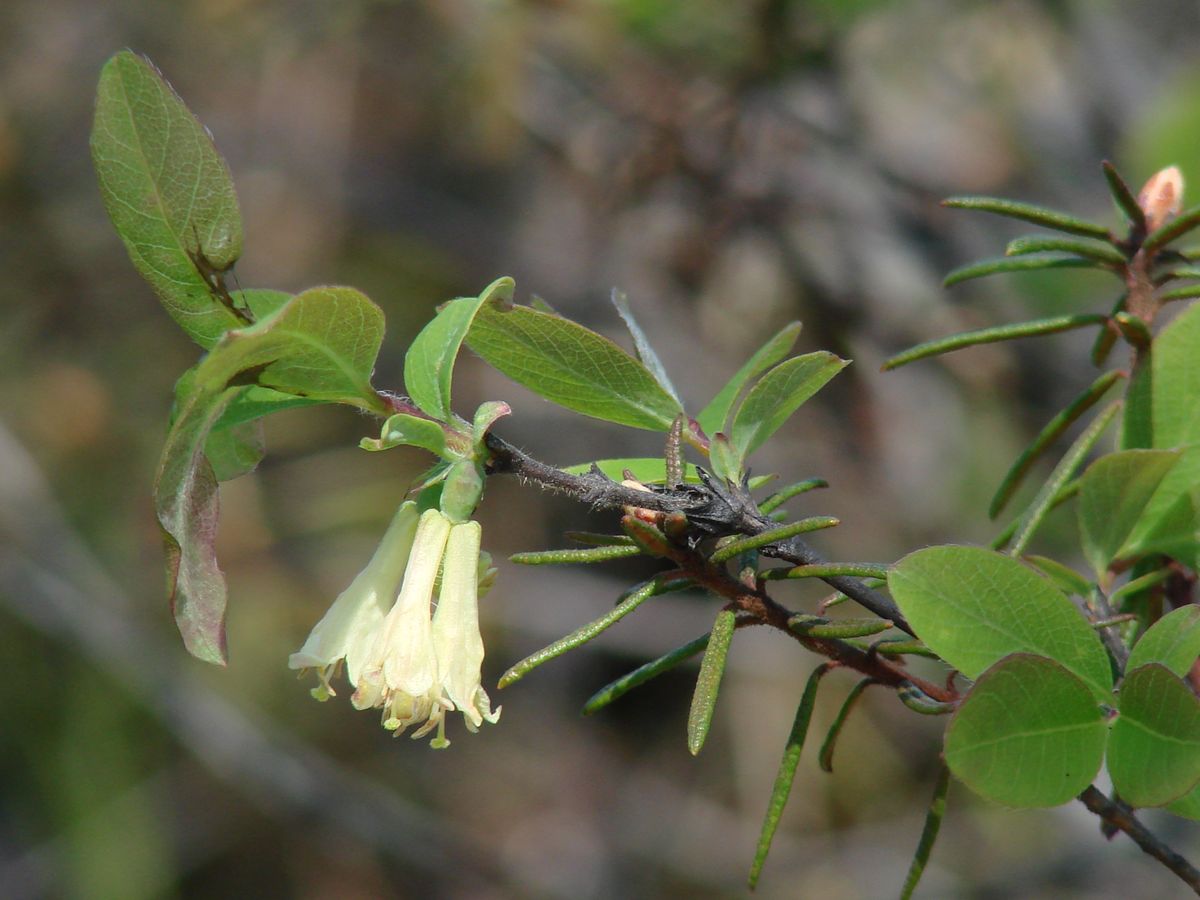 Изображение особи Lonicera pallasii.