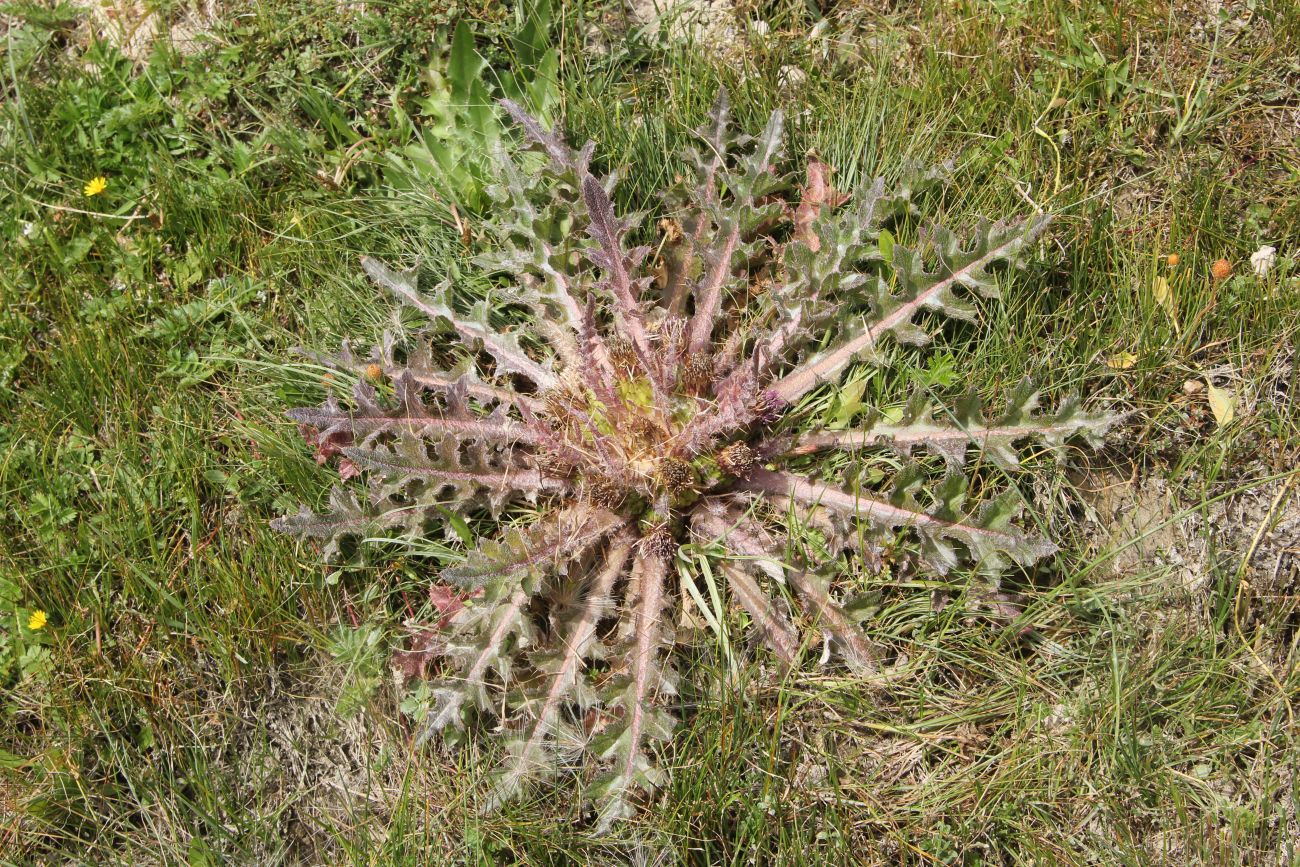 Image of Cirsium esculentum specimen.