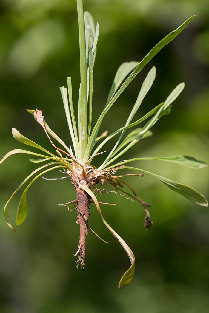 Image of Silene chlorantha specimen.