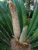 Cycas revoluta