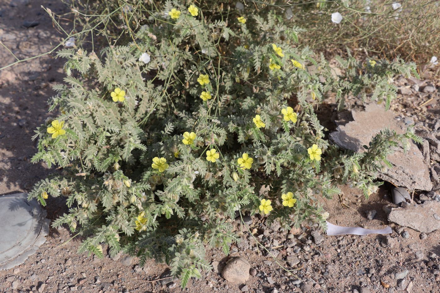 Image of Tribulus macropterus specimen.