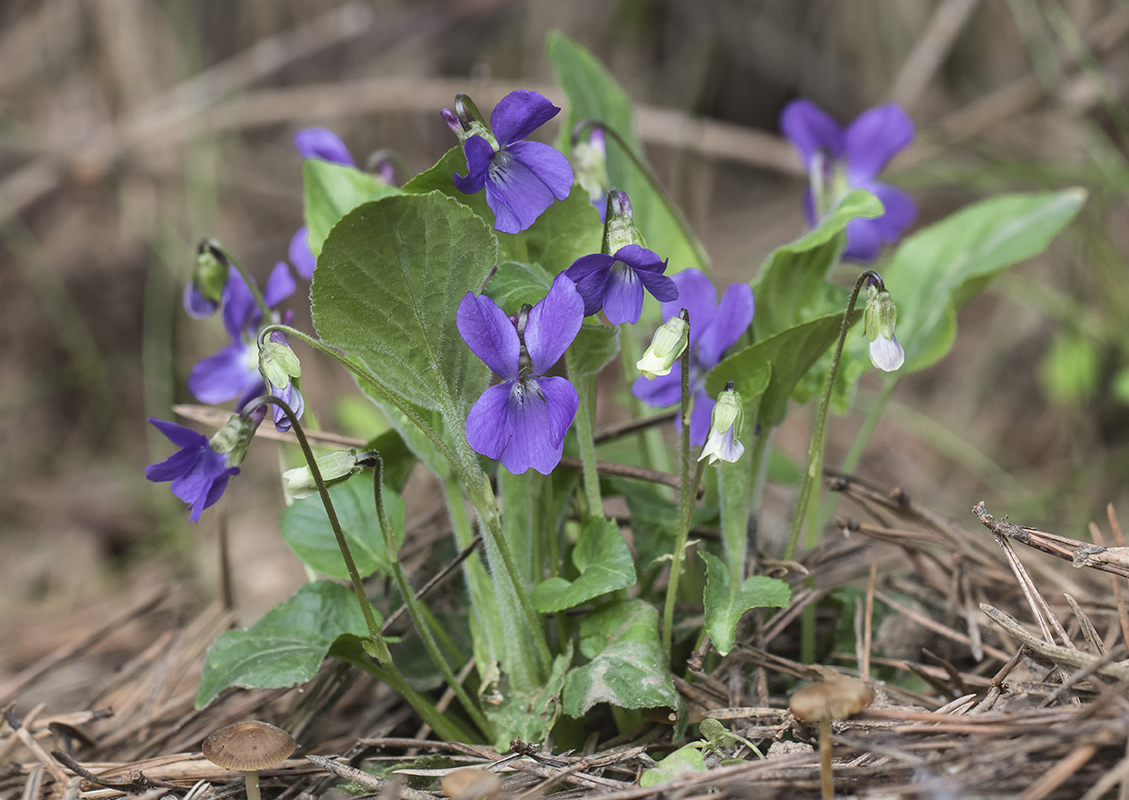 Image of genus Viola specimen.