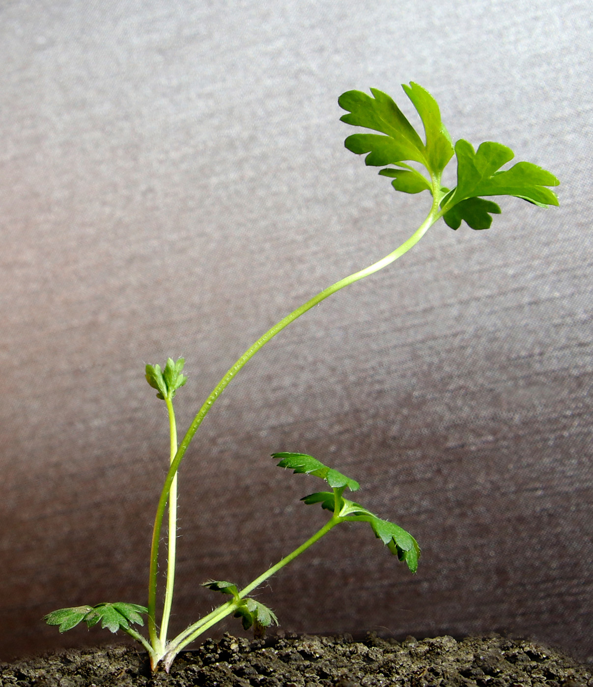 Image of Anemone multifida specimen.