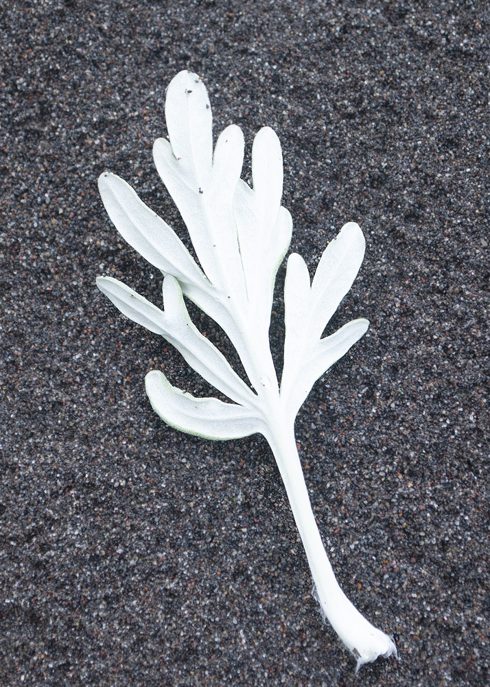 Image of Artemisia stelleriana specimen.