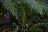Matteuccia struthiopteris. Нижняя часть растения с основаниями стерильных вай и развивающейся фертильной вайей. Республика Адыгея, левый борт долины руч. Сюк, узкая часть долины, широколиственный лес. 31 июля 2022 г.