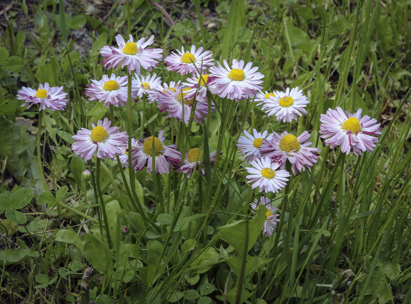 Image of Bellis perennis specimen.