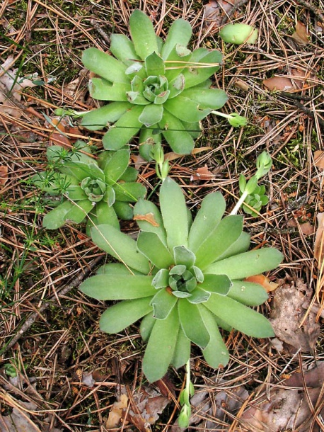 Image of Sempervivum ruthenicum specimen.