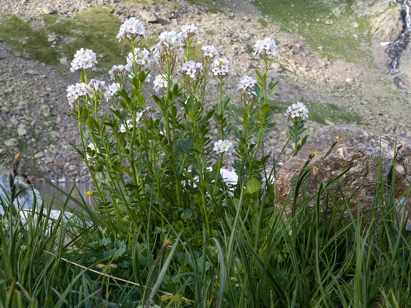 Image of Cardamine uliginosa specimen.