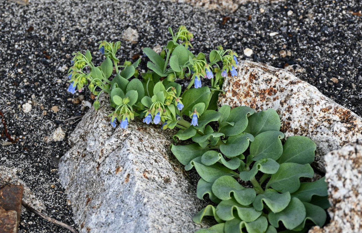 Image of Mertensia maritima specimen.