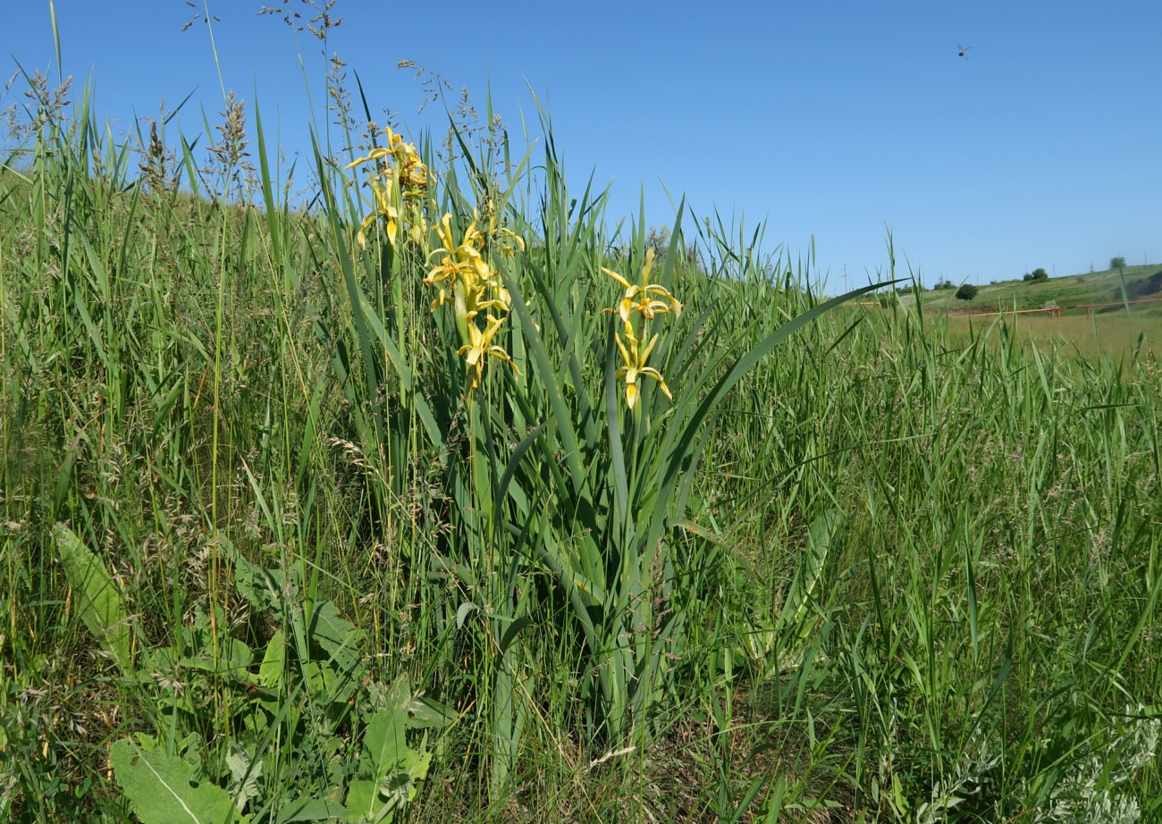 Image of Iris halophila specimen.