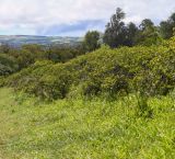 Psidium guajava. Заросли плодоносящих растений (деревья вокруг - Eucalyptus). Чили, обл. Valparaiso, провинция Isla de Pascua, юго-западная часть острова, вулкан Rano Kau, склон юго-восточной экспозиции, старые зеленые насаждения. 07.03.2023.