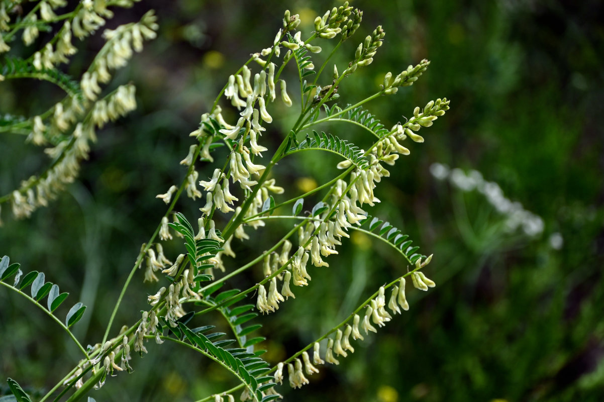 Image of Astragalus galegiformis specimen.