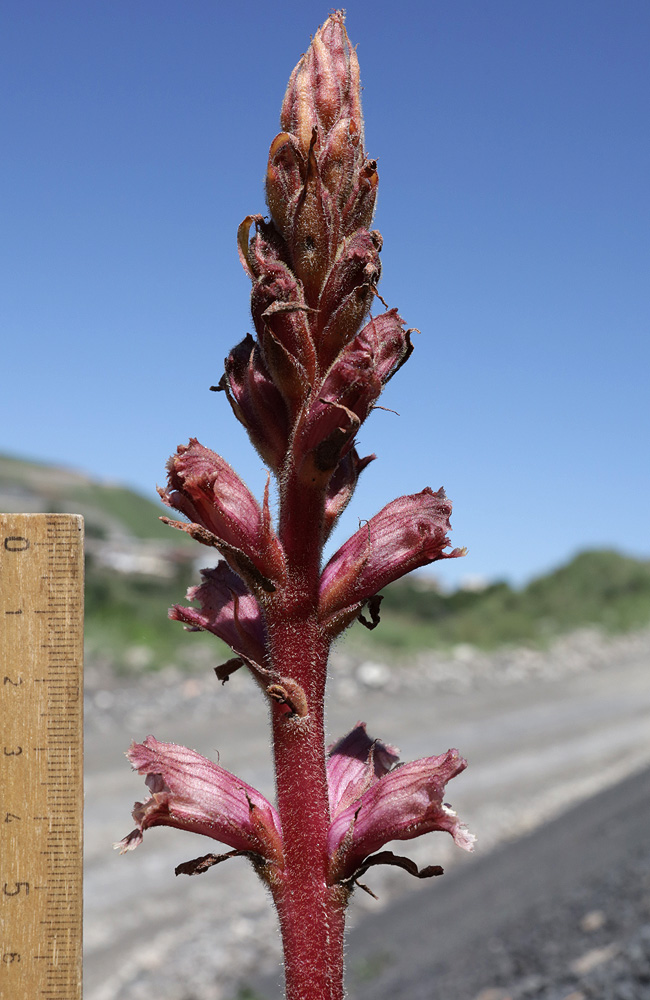 Image of Orobanche owerinii specimen.