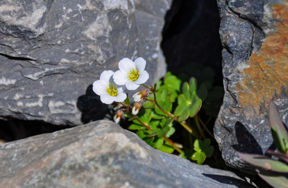 Изображение особи Saxifraga sibirica.