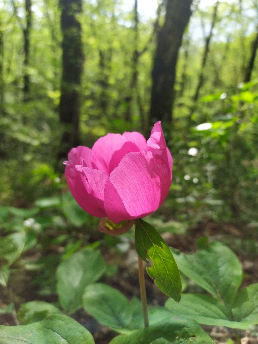 Image of Paeonia caucasica specimen.