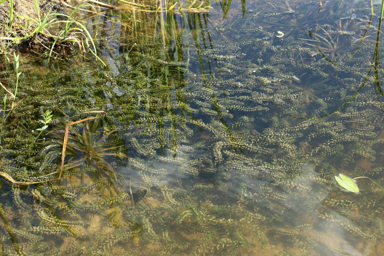 Image of Elodea canadensis specimen.