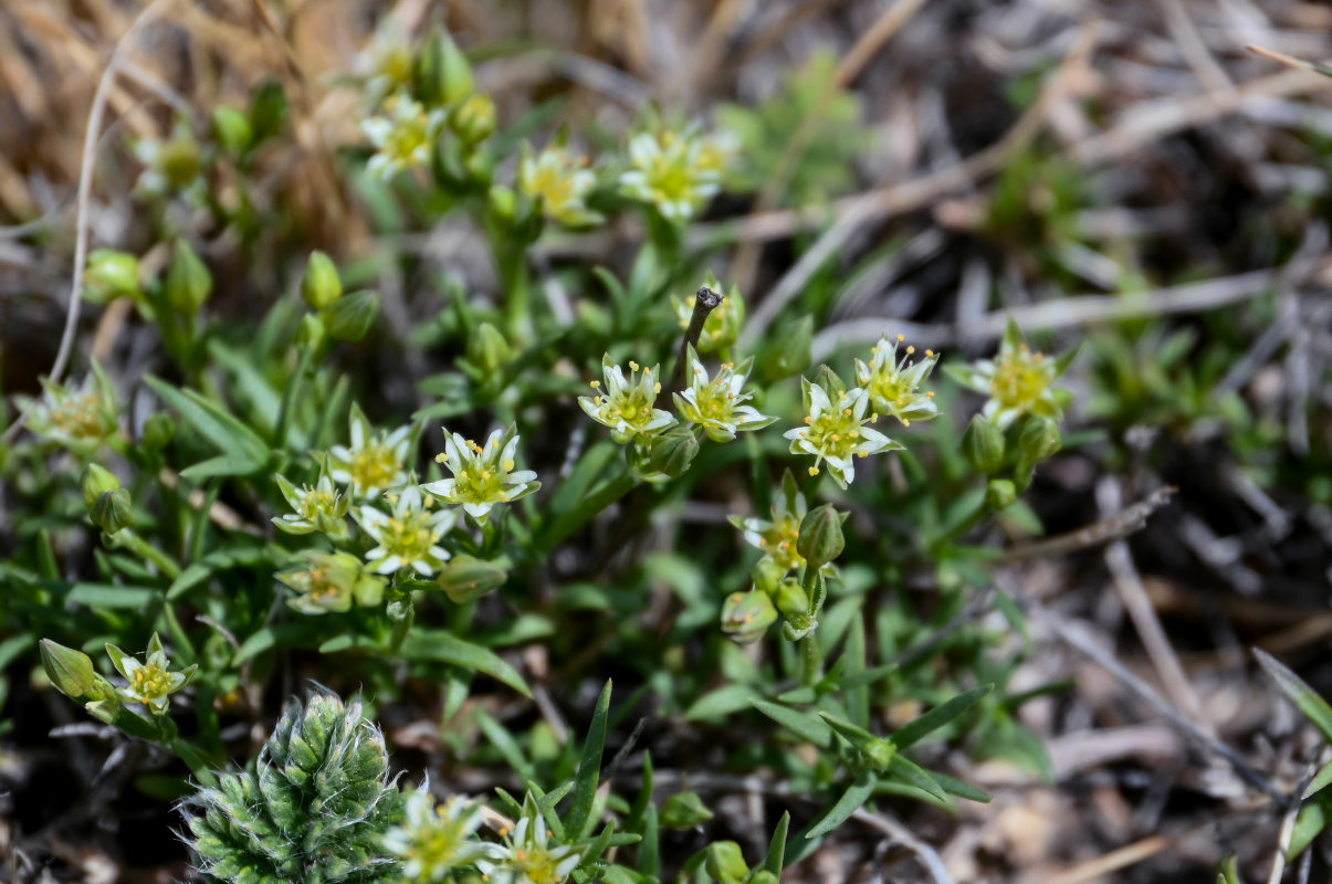 Изображение особи Adenonema cherleriae.