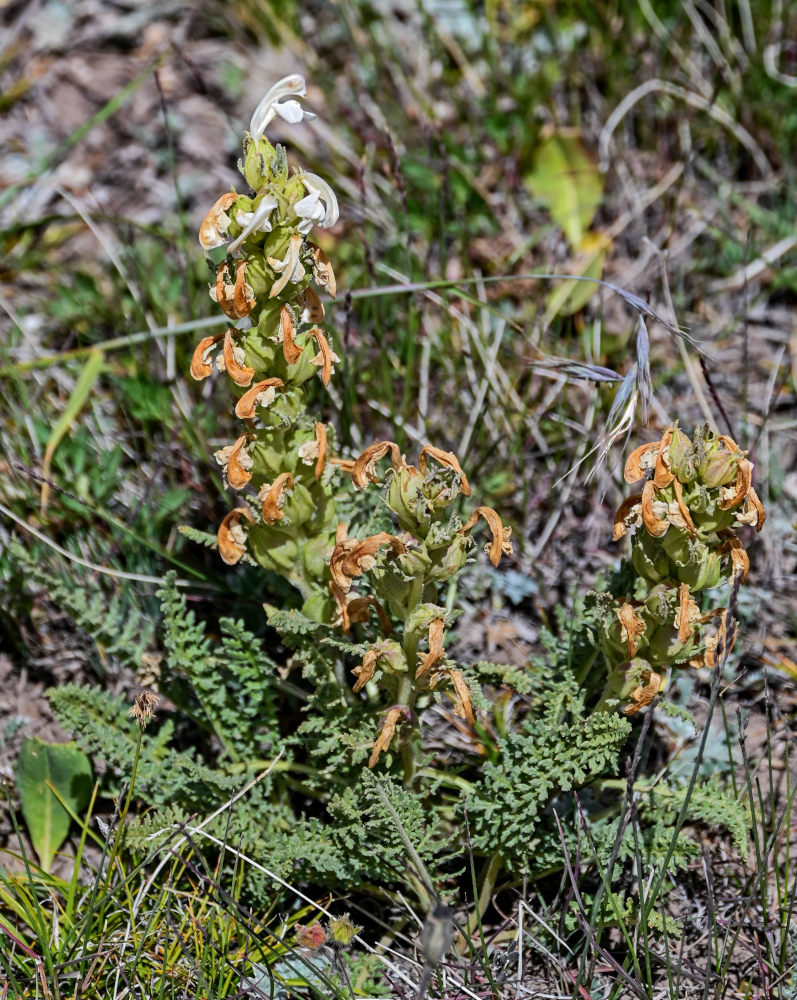 Image of Pedicularis dubia specimen.