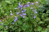 Geranium ferganense. Цветущие растения в сообществе с Bistorta (соцветие слева) и Phlomoides. Киргизия, Джалал-Абадская обл., Западный Тянь-Шань, Чаткальский хр., перевал Кульдамбес, ≈ 2400 м н.у.м., субальпийский луг. 12.07.2022.