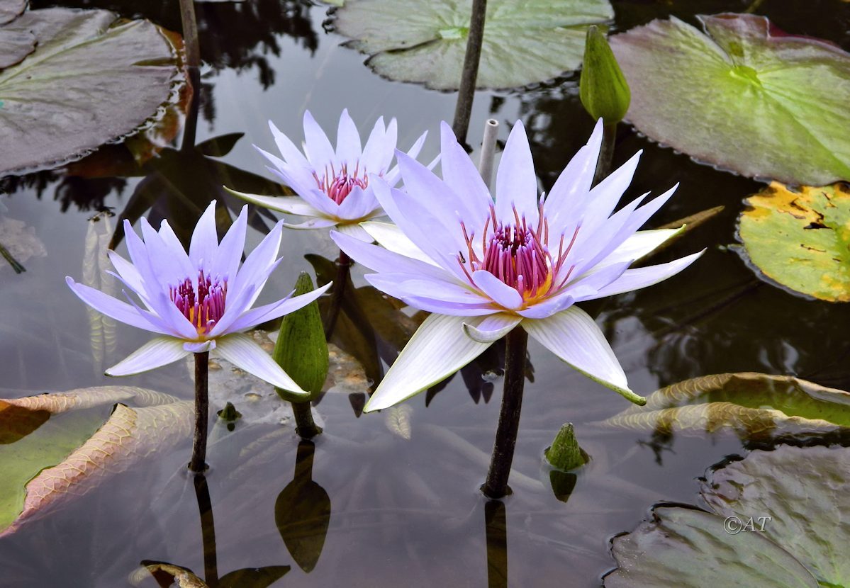 Image of genus Nymphaea specimen.