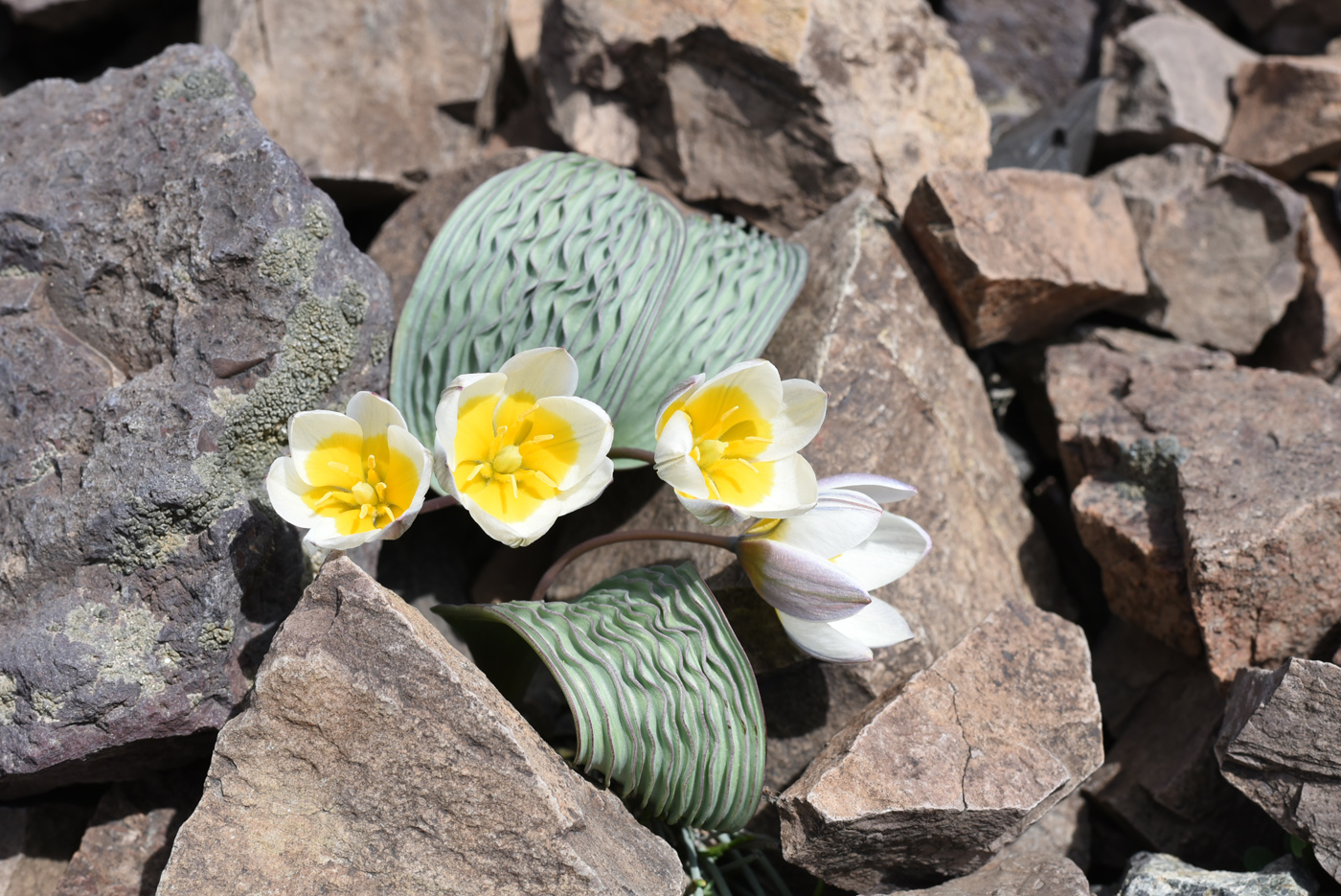 Image of Tulipa regelii specimen.