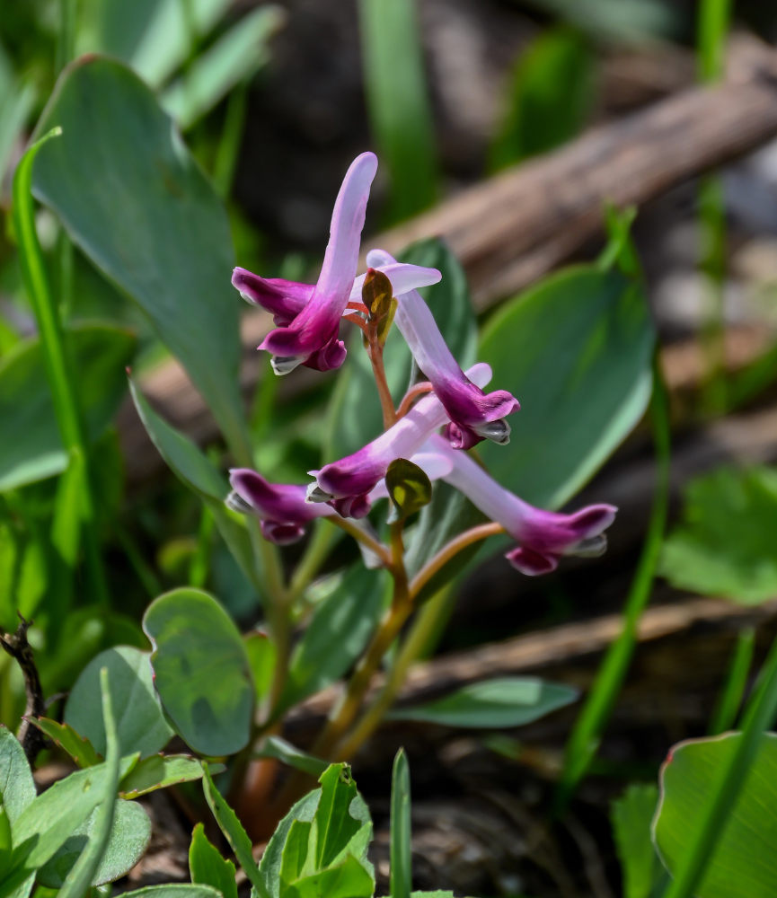 Image of Corydalis ledebouriana specimen.