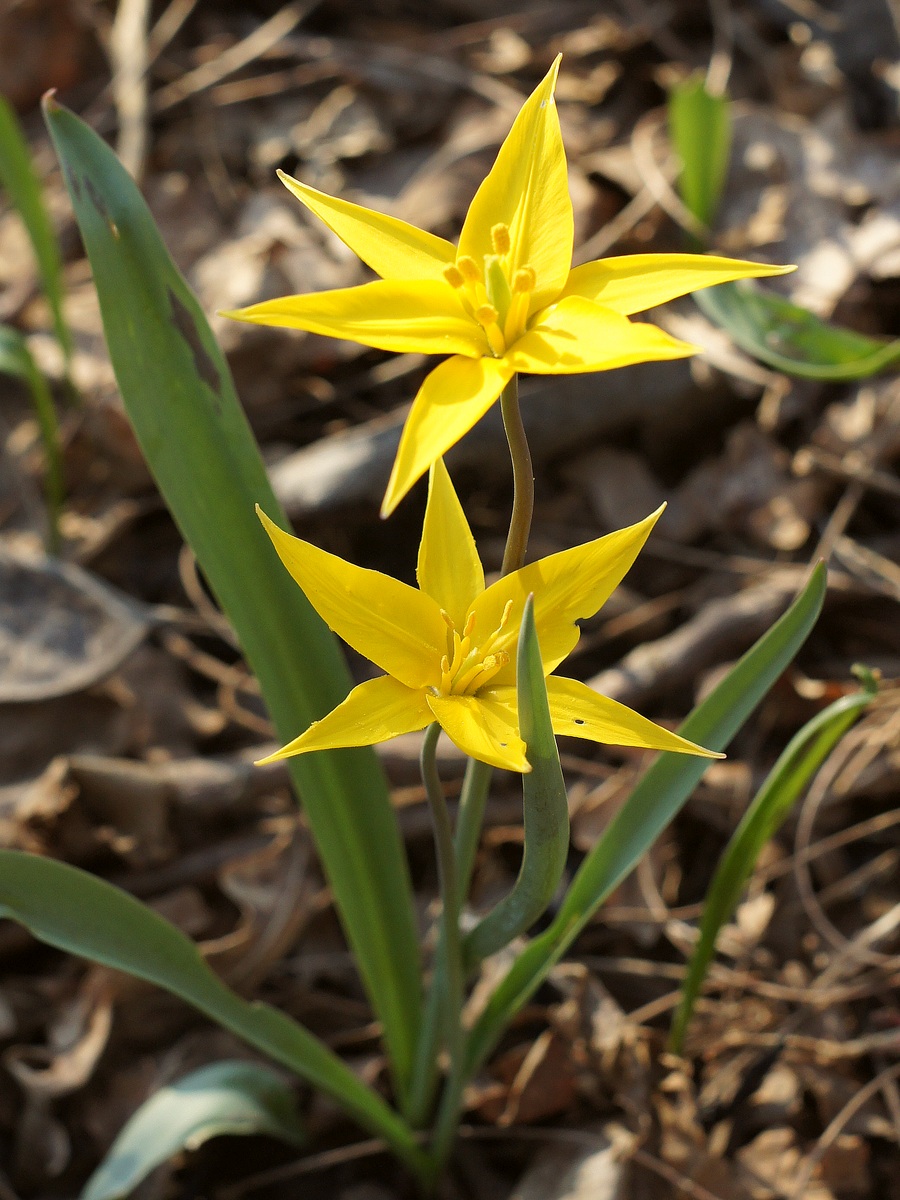 Изображение особи Tulipa biebersteiniana.