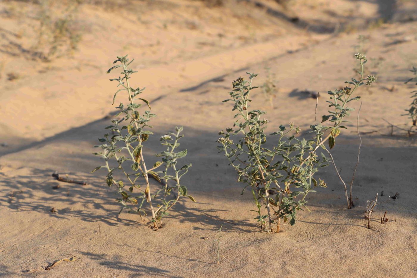 Изображение особи Heliotropium arguzioides.