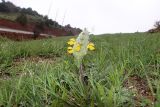 Phlomoides speciosa