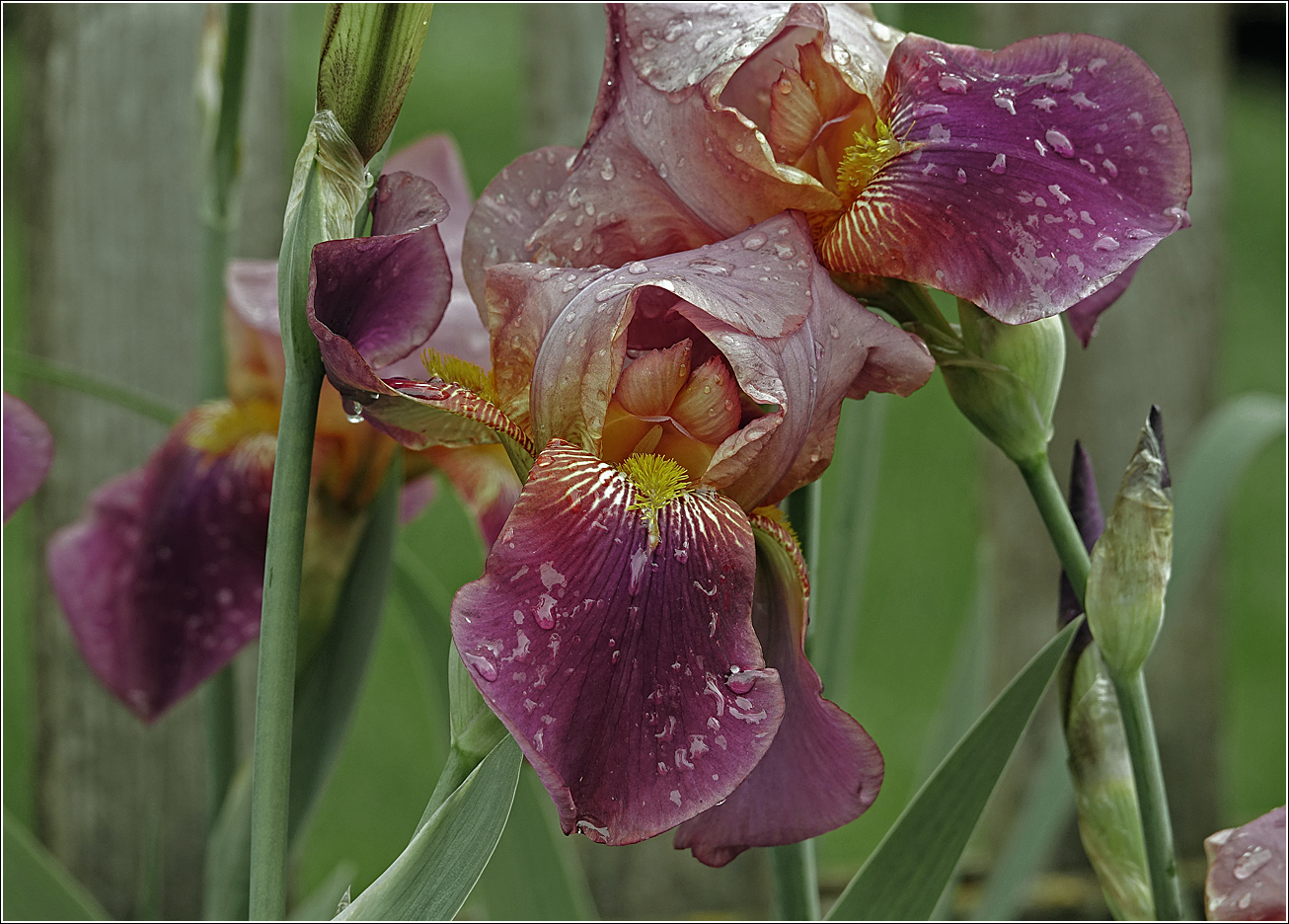 Изображение особи Iris &times; hybrida.