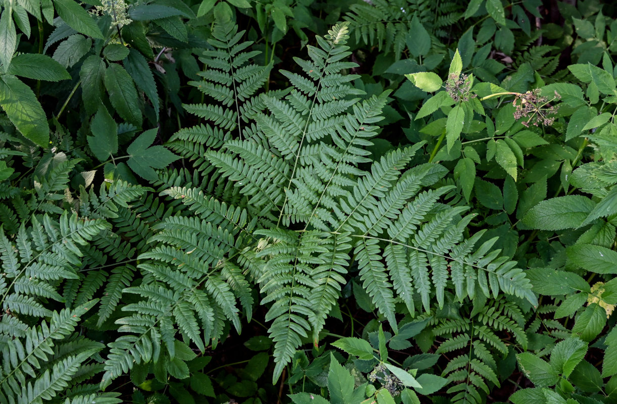 Изображение особи Pteridium pinetorum.