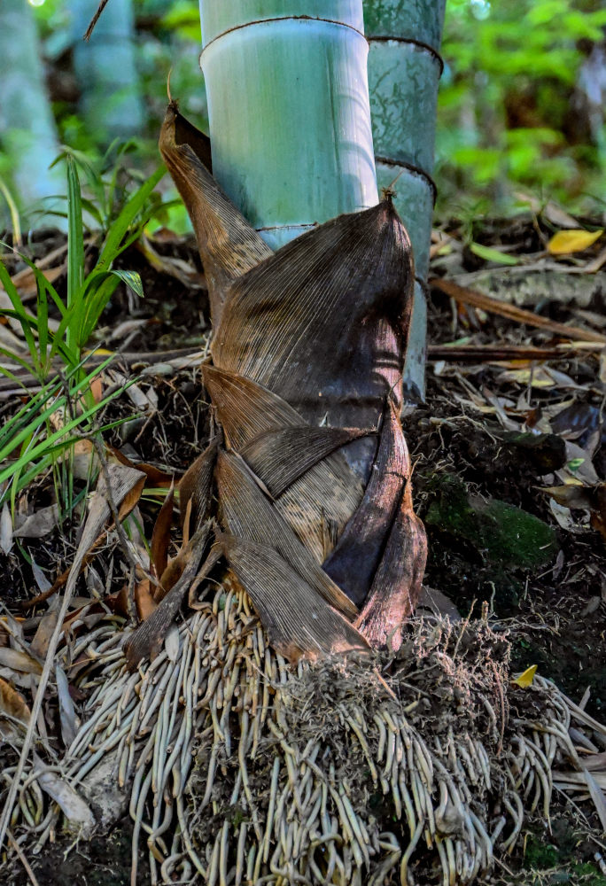 Image of Phyllostachys pubescens specimen.