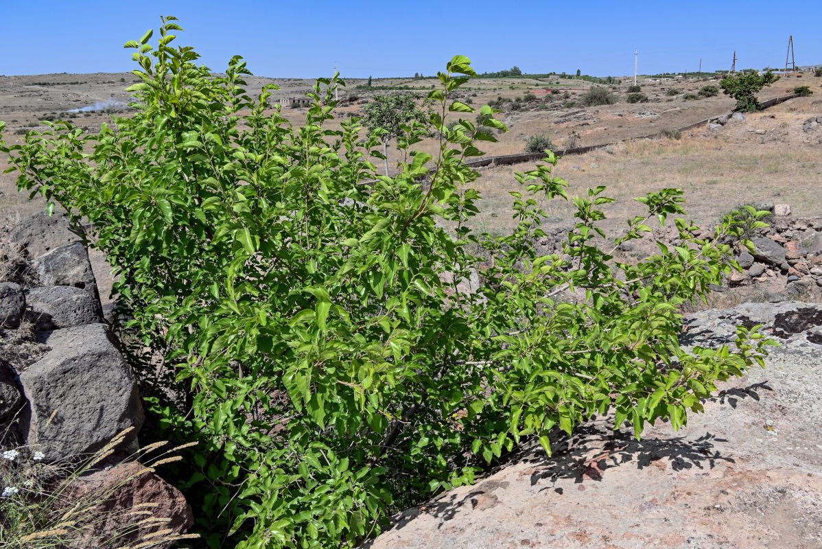 Изображение особи Morus alba.