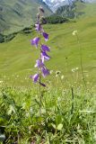 Campanula rapunculoides. Цветущее растение. Кабардино-Балкария, Черекский р-н, окр. с/п Верхняя Балкария, окр. пер. Сев. Курноят, ≈ 2150 м н.у.м., субальпийский луг. 29.07.2024.