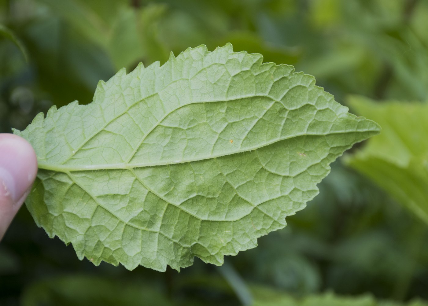 Image of Campanula latifolia specimen.