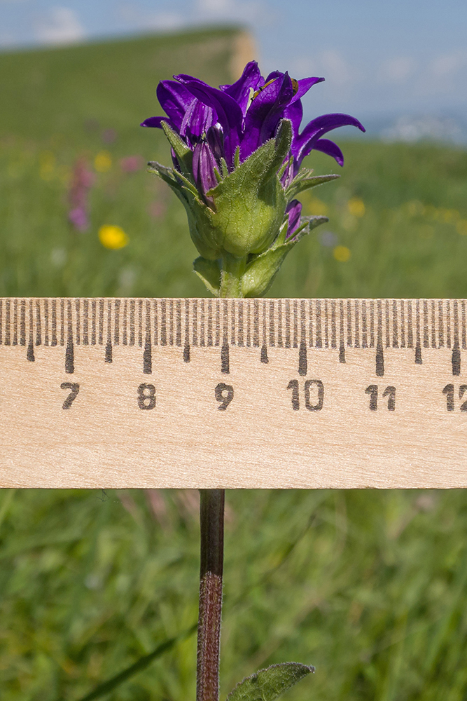 Image of Campanula glomerata ssp. oblongifolioides specimen.